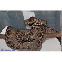 Удав cадовый WC  (с)  Corallus enydris