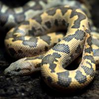 Удавчик шершавохвостый WC (с)  Gongylophis conicus