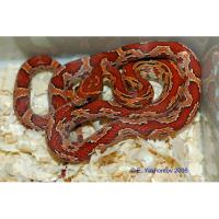 Полоз маисовый (mix morphs) от 5 шт.  Pantherophis guttatus guttatus