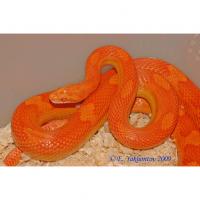 Полоз маисовый Motley albino  Pantherophis guttatus guttatus var. Motley albino