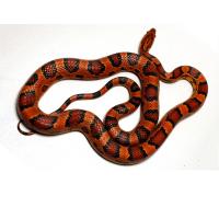 Полоз маисовый Okeetee abbotts  Pantherophis guttatus guttatus var.Okeetee abbotts