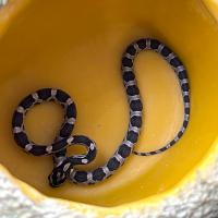 Полоз маисовый Anerythristic   Pantherophis guttatus guttatus var. Anerythristic