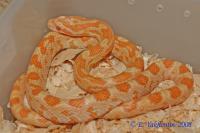 Полоз маисовый Creamsicle  Pantherophis guttatus guttatus var.Сreamsicle