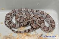 Полоз маисовый Ghost  Pantherophis guttatus guttatus var.Ghost