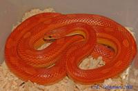 Полоз маисовый Motley  Pantherophis guttatus guttatus var.Motley