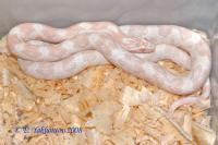 Полоз маисовый Snow  Pantherophis guttatus guttatus var. Snow