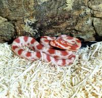 Полоз маисовый Candy Cane  Pantherophis guttatus guttatus var. Candy Cane Amelanistic