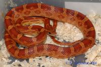 Полоз маисовый розовый  Pantherophis guttatus rosaceus