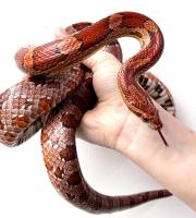 Полоз маисовый  Pantherophis guttatus