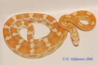 Полоз маисовый Баттер Мотли  Pantherophis guttatus guttatus var. Butter Motley