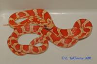 Полоз маисовый Crimson  Pantherophis guttatus guttatus var. Сrimson