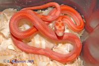 Полоз маисовый Motley striped hypomelanistic  Pantherophis guttatus guttatus var. Motley striped hypomelanistic