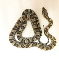 Полоз маисовый Caramel  Pantherophis guttatus guttatus var.Caramel
