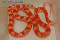 Полоз маисовый Albino okeetee  Pantherophis guttatus guttatus var. Albino okeetee