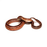 Полоз маисовый Motley striped   Pantherophis guttatus guttatus var.Motley striped
