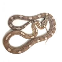 Полоз маисовый Motley ghost  Pantherophis guttatus guttatus var. Motley ghost