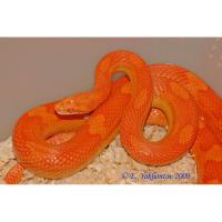 Полоз маисовый Albino Т-  Pantherophis guttatus guttatus var. Albino Т-