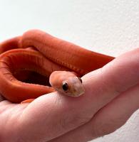 Полоз маисовый Scaleles Оkeetee  Pantherophis guttatus guttatus