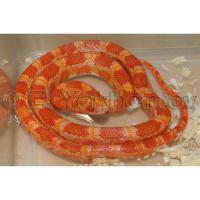 Полоз маисовый Scaleles Albino  Pantherophis guttatus guttatus Scaleles Albino