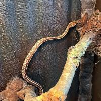 Полоз маисовый Tessera  Pantherophis guttatus guttatus