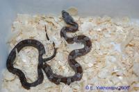 Полоз крысиный Линдхаймера  Pantherophis obsoletus lindheimeri