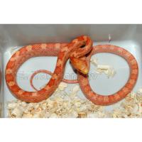 Полоз крысиный Bubblegum  Pantherophis obsoletus Bubblegum