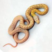 Полоз островной albino  Elaphe climacophora albino
