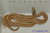 Полоз узорчатый striped  Elaphe dione striped