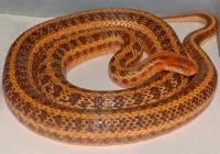 Полоз узорчатый het. Albino T-  Elaphe dione