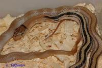 Полоз лучистый het.Albino T+  Coelognathus radiatus