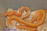 Полоз лучистый T+Albino  Coelognathus radiatus var.T+Albino