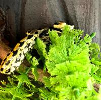 Полоз тонкоxвостый тайваньский  Orthriophis taeniura friesi