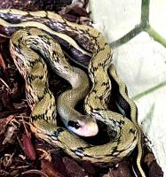 Полоз тонкоxвостый обыкновенный 100% Het.Calico  Orthriophis taeniura taeniura