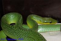 Полоз красноxвостый (гониосома)  Gonyosoma oxycephalum