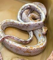Полоз тонкоxвостый обыкновенный Calico  Orthriophis taeniura taeniura Calico