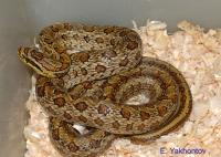 Полоз двупятнистый Striped  Elaphe bimaculata Striped