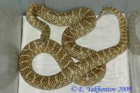Королевская змея обыкновенная флоридана  Lampropeltis getula floridana