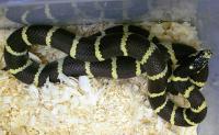 Королевская змея обыкновенная калифорнийская Banana  Lampropeltis getula californiae var. Banana