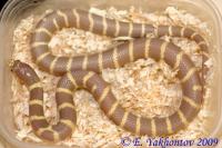 Королевская змея обыкновенная калифорнийская Coffee  Lampropeltis getula californiae Coffee