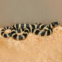 Королевская змея обыкновенная калифорнийская Highway  Lampropeltis getula californiae var. Highway