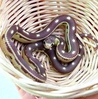 Королевская змея обыкновенная калифорнийская Highway coffee  Lampropeltis getula californiae Highway coffee