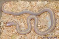Королевская змея обыкновенная калифорнийская Albino Striped Aberrant  Lampropeltis getula californiae var. Albino Striped Aberrant