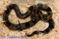 Королевская змея апалачикольская  Lampropeltis getula meansi goini