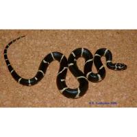 Королевская змея обыкновенная  Lampropeltis getula getula