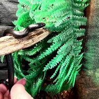 Королевская змея черная (самец)  Lampropeltis getula nigrita