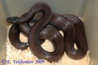 Королевская змея великолепная (от 5 шт.)  Lampropeltis splendida