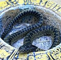 Королевская змея великолепная  Lampropeltis splendida
