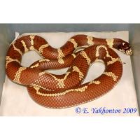 Королевская змея обыкновенная калифорнийская Brown-yellow  Lampropeltis getula californiae var. Brown-yellow