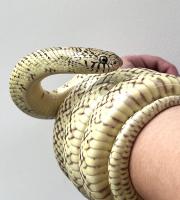 Королевская змея обыкновенная Брукса het.Hypomelanistic  Lampropeltis getula brooksi