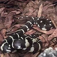 Королевская змея обыкновенная калифорнийская Aberrant  Lampropeltis getula californiae Aberrant